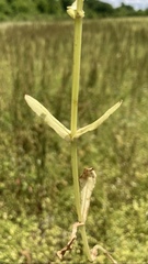 Valerianella umbilicata
