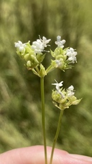Valerianella umbilicata
