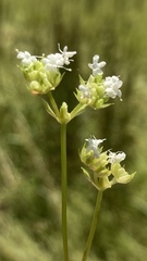 Valerianella umbilicata