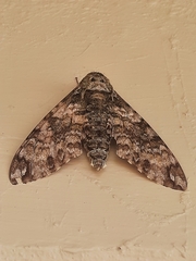 Manduca corallina