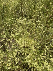 Valerianella umbilicata