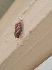 Hemicephalis