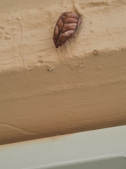 Hemicephalis