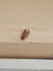 Hemicephalis