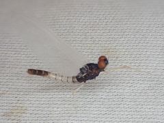 Paraleptophlebia debilis