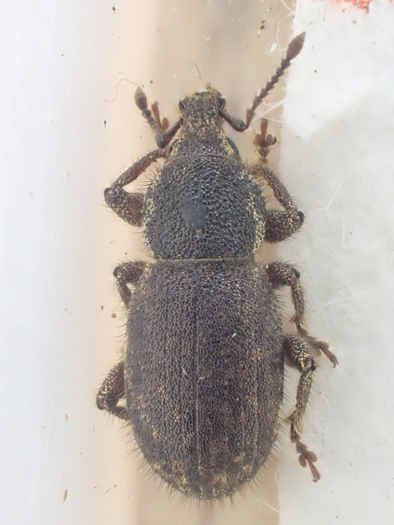 Dyslobus granulatus