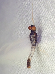 Paraleptophlebia debilis