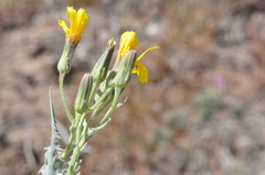 Crepis occidentalis
