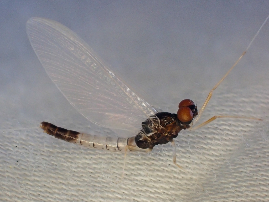 Paraleptophlebia debilis