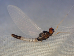 Paraleptophlebia debilis