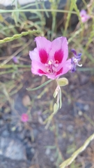 Clarkia gracilis sonomensis