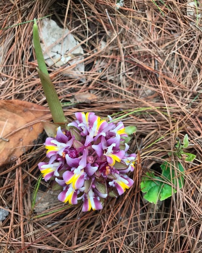 Curcuma ecomata