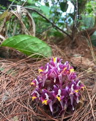 Curcuma ecomata