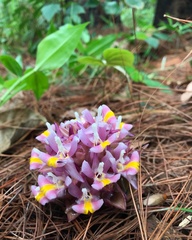 Curcuma ecomata