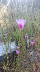Clarkia gracilis sonomensis