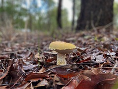 Austroboletus occidentalis