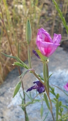 Clarkia gracilis sonomensis