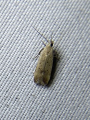 Anacampsis fullonella
