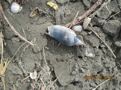 Alcithoe arabica