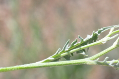 Crepis occidentalis