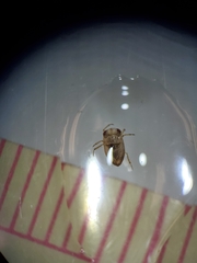 Neoplea striola
