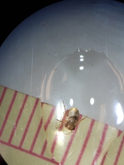 Neoplea striola