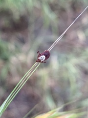 Dermacentor occidentalis