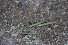 Dermacentor occidentalis