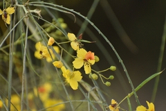 Parkinsonia aculeata
