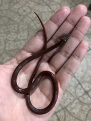 Coniophanes meridanus