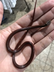 Coniophanes meridanus