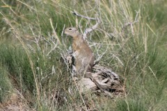 Urocitellus beldingi