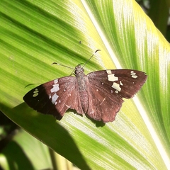 Celaenorrhinus similis