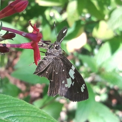 Celaenorrhinus similis