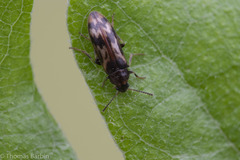 Prothalpia holmbergi