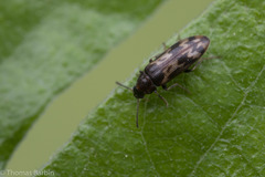 Prothalpia holmbergi