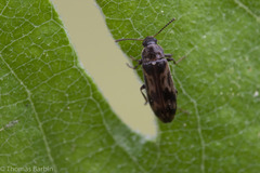 Prothalpia holmbergi