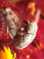 Trigonorhinus limbatus