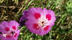 Clarkia gracilis sonomensis