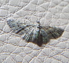 Chloroclystis mniochroa