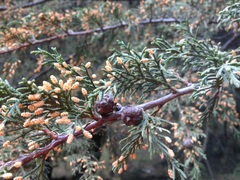 Cupressus benthamii
