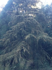 Cupressus benthamii