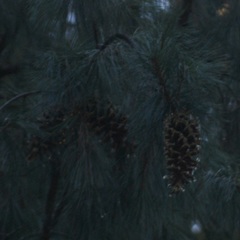 Pinus ayacahuite