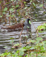 Porphyriops melanops