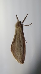Fraus crocea