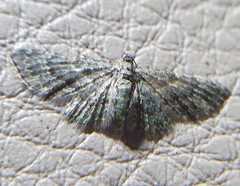 Chloroclystis mniochroa