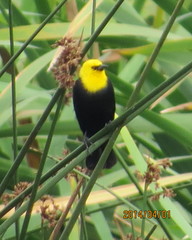 Chrysomus icterocephalus