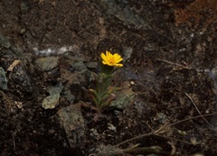 Harmonia guggolziorum