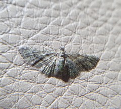 Chloroclystis mniochroa