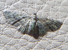 Chloroclystis mniochroa